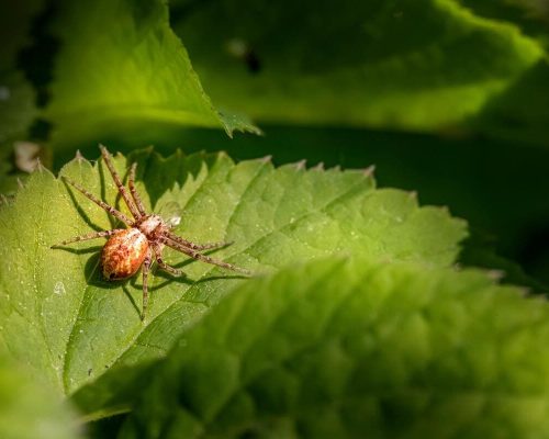 lunaris photography - natura