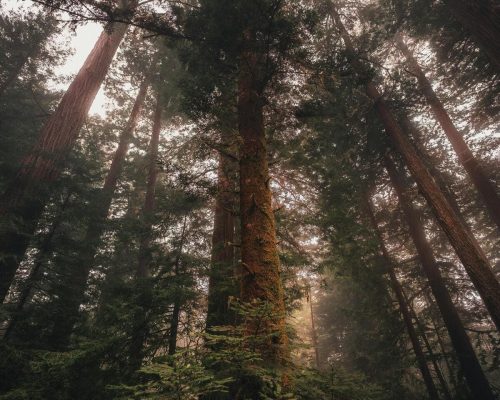 lunaris photography - natura
